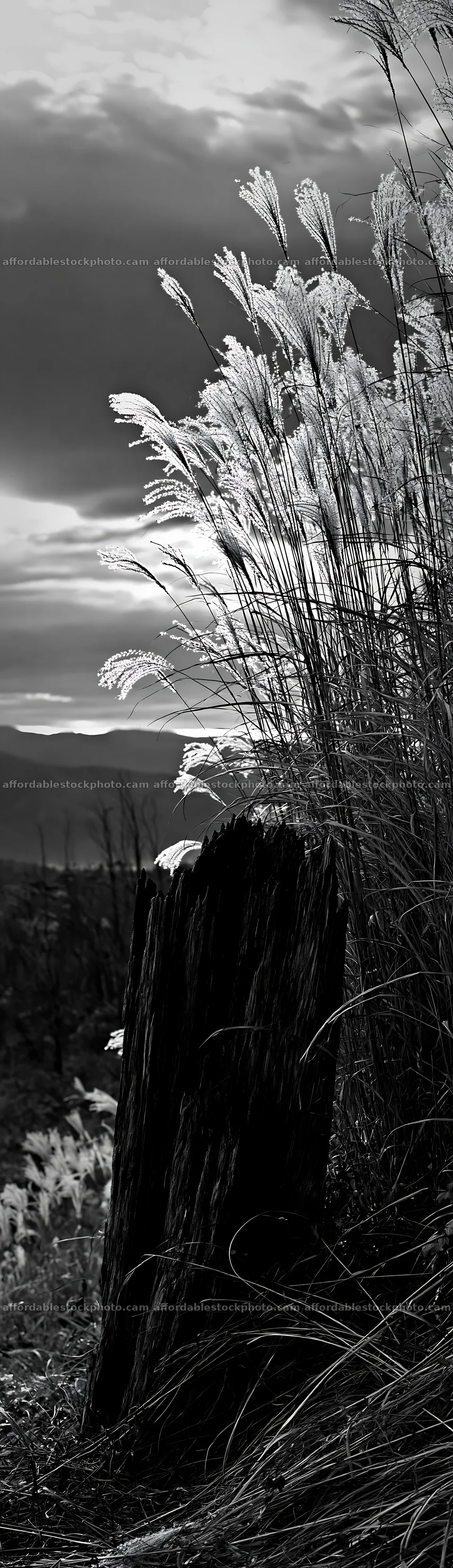 Fukushima native meadow with weathered stump – stock photography preview