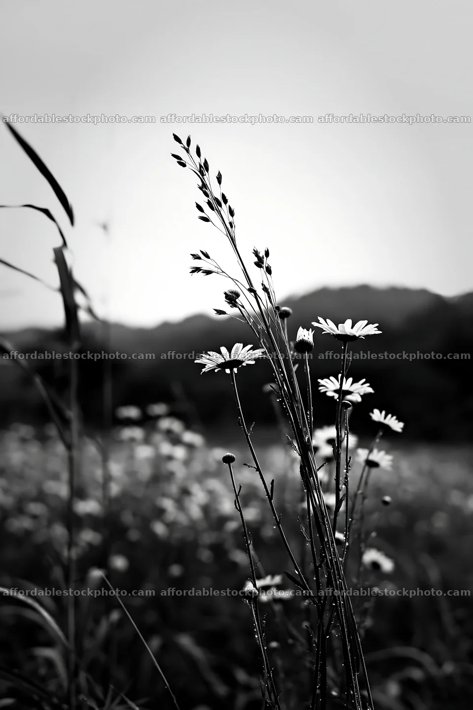 Iwate rain refreshed meadow seedhead foreground – stock photography preview