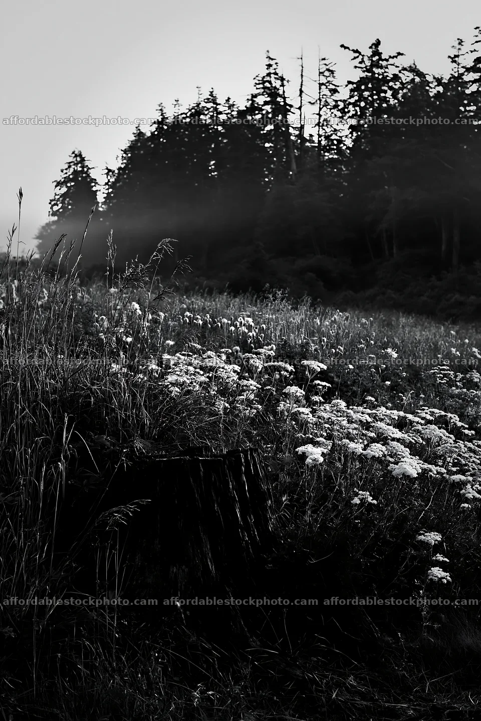 Fukushima native meadow with weathered stump at sunrise – stock photography preview
