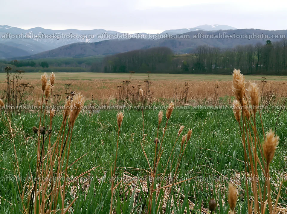 Iwate rain refreshed meadow seedhead foreground with mountains – stock photography preview