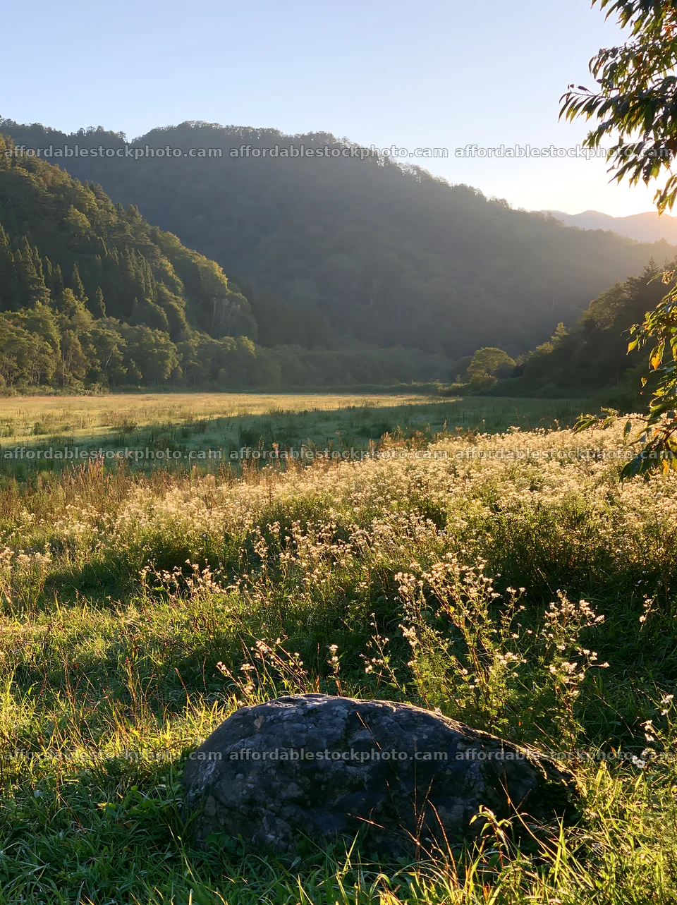 Aomori climate resilient meadow with boulder – stock photography preview