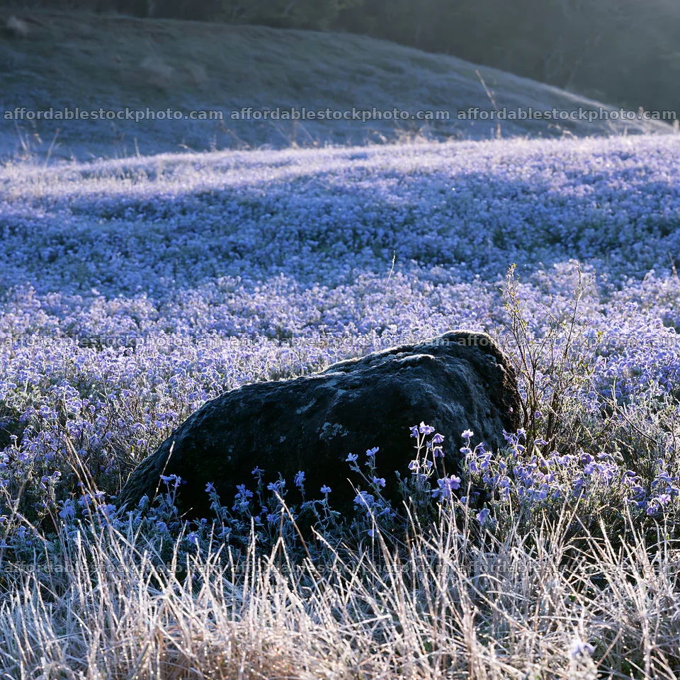 Miyagi spring recovery meadow mossy stone – stock photography preview