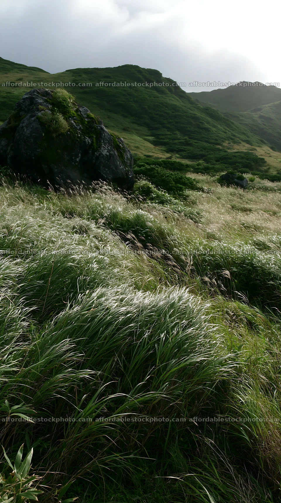 Aomori climate resilient meadow with boulder – stock photography preview
