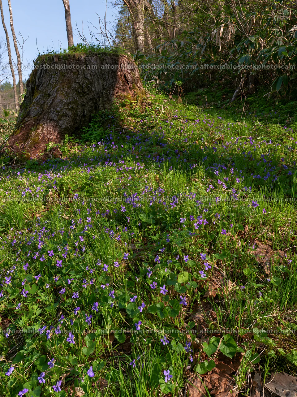Fukushima meadow with weathered stump and wildflowers – stock photography preview