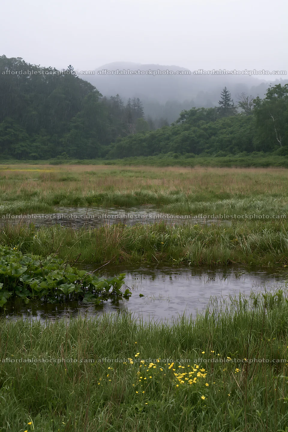 Akita snowmelt meadow with silver grasses under cloudy skies – stock photography preview