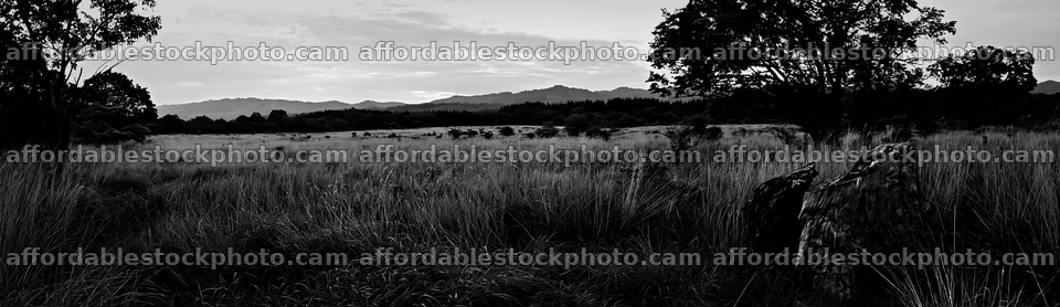 Fukushima native meadow with weathered stump – stock photography preview