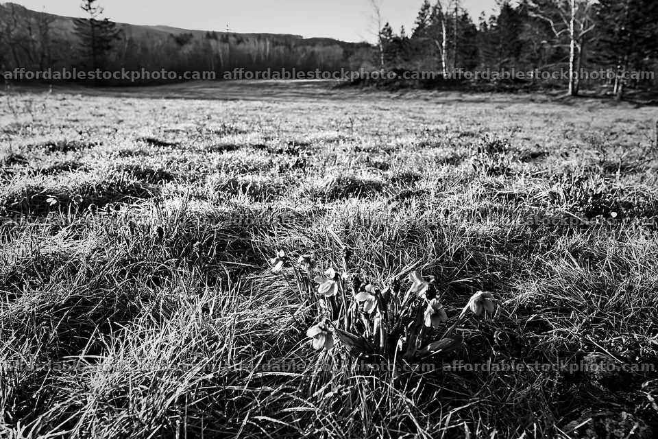 Expansive Hokkaido restoration meadow with dewdrops – stock photography preview