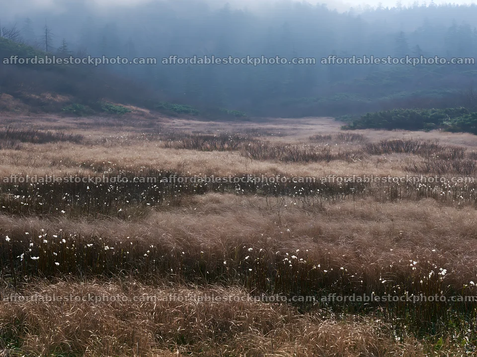 Akita snowmelt meadow with silver grasses in springtime light – stock photography preview