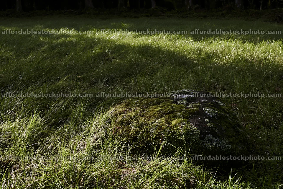 Miyagi spring recovery meadow mossy stone in green grass – stock photography preview